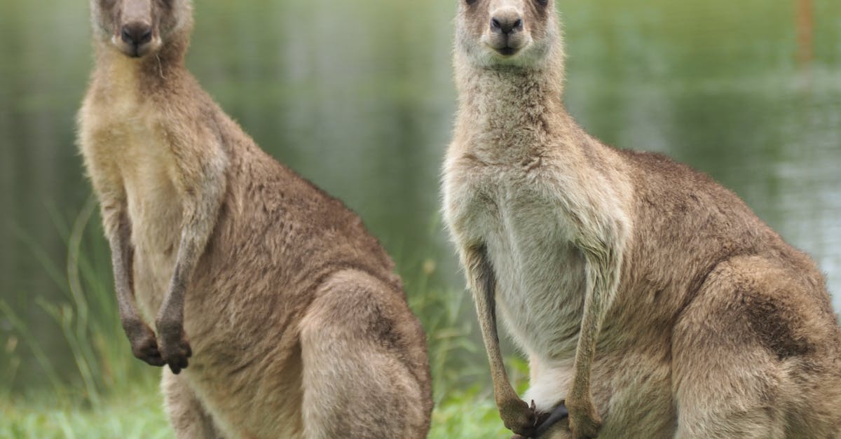 Top Tips for Maintaining Backflow Prevention Systems in Commercial Settings